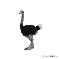 Collecta - Strucc