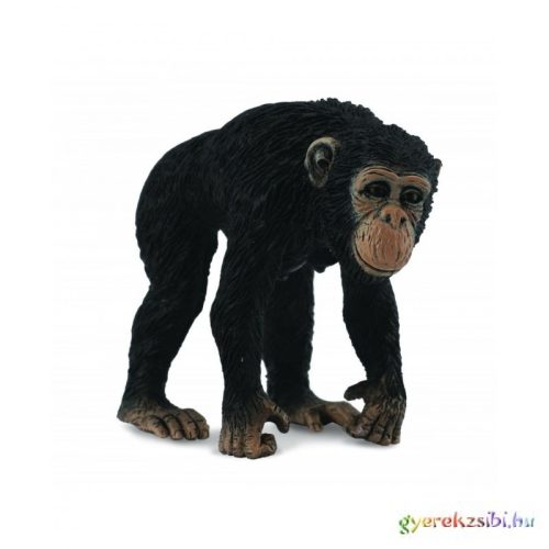 Collecta - Csimpánz - Nőstény